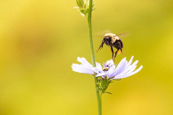 President’s Message: Spring Is a Time To Indulge in a Little Optimism; Bee hovering over blue wildflower against a soft yellow background. The scene conveys a sense of tranquility and highlights nature's delicate beauty.